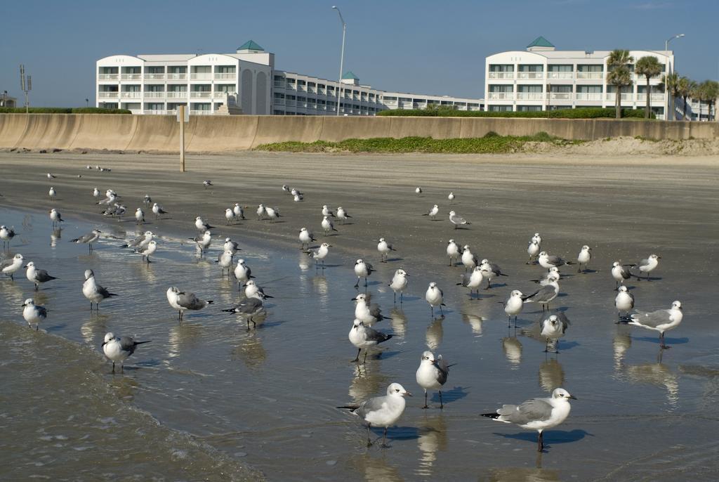 Casa Del Mar Beachfront Suites Galveston Buitenkant foto